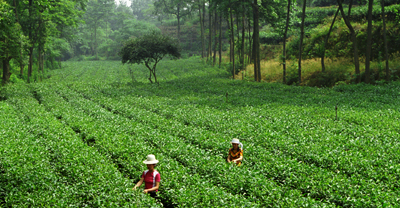 茶园春色